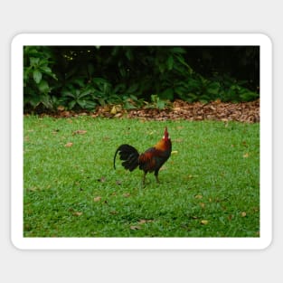 Red Jungle Fowl Amidst Lush Greenery Sticker